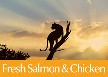 画像をギャラリービューアに読み込む, 正規品【猫用】AMBROSIA アンブロシア クラシック キャット サーモン&チキン キャットフード(AMBROSIA Ultra Premium Cat Food Salmon Chicken)