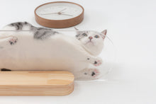 画像をギャラリービューアに読み込む, 【猫用】キャットステップ MYZOO-OBLONG(クリア)