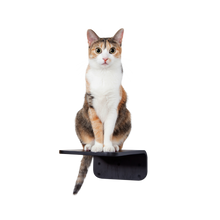 画像をギャラリービューアに読み込む, 【猫用】キャットステップ MYZOO-LACK(ブラック) ×2枚