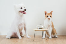 画像をギャラリービューアに読み込む, 【犬猫用】ペット用食器 MYZOO-OUTERSPACE
