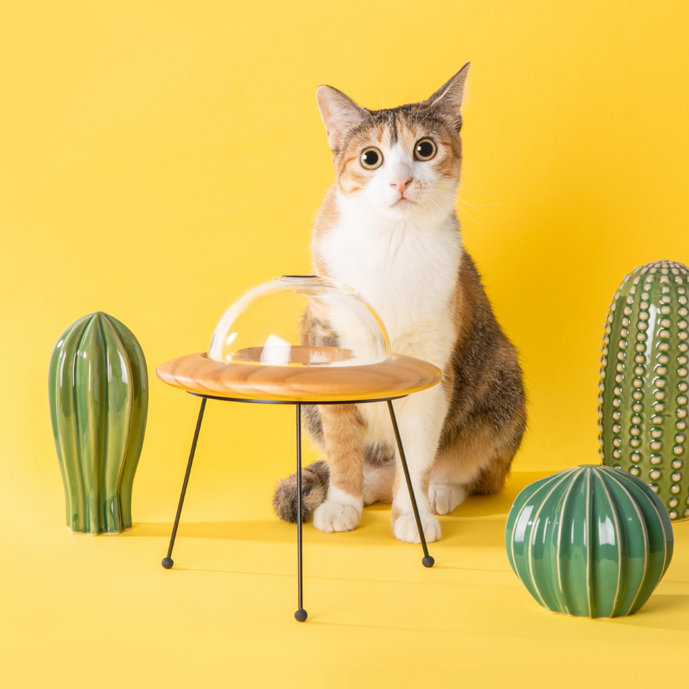 myzoo スター　新品未使用 MYZOO – Buy 1, Love 2 ～動物を助けるネットショップ～